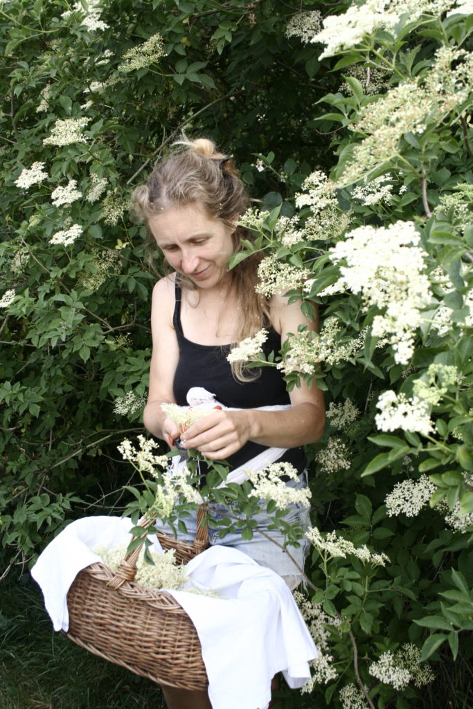 Journée se relier aux plantes comestibles et médicinales compagnes de notre jardin intérieur (2 jours) @ Sous les tilleuls